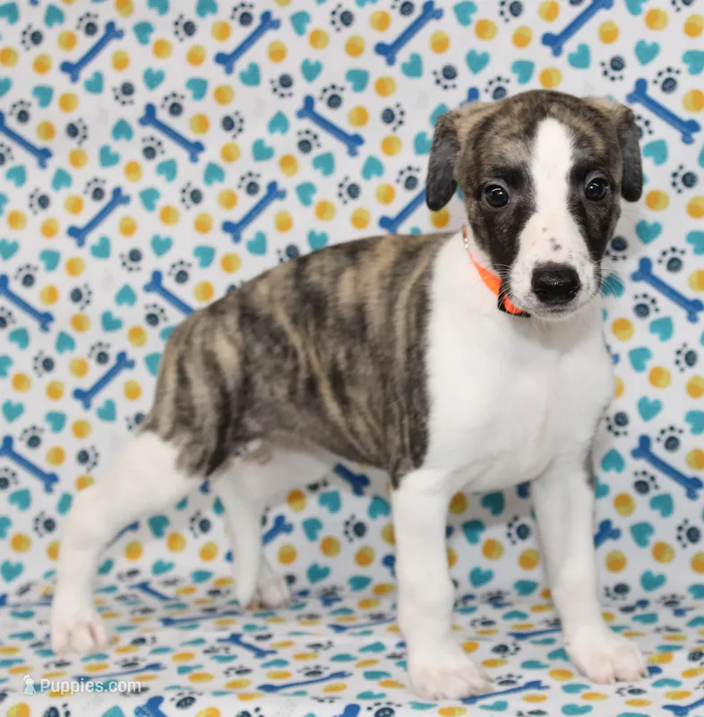 GRACIE-AKC – Whippet puppy for sale in Bells, TX