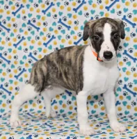 GRACIE-AKC, a female Whippet for sale in Bells, TX – 1 of 5