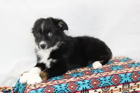 CASIE-MINI AUSSIE  ASDR, a female Miniature Australian Shepherd for sale in Bells, TX – 2 of 9