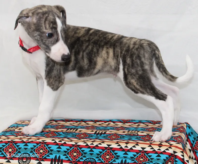 TRACE-AKC – Whippet puppy for sale in Bells, TX