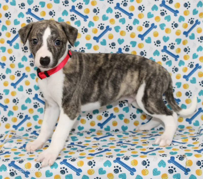 TRACE-AKC – Whippet puppy for sale in Bells, TX