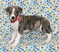 TRACE-AKC, a male Whippet for sale in Bells, TX – 1 of 5