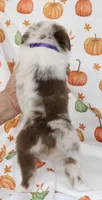 TOY DOTTIE-ASDR BLUE EYES, a female Miniature Australian Shepherd and Toy Australian Shepherd for sale in Bells, TX – 5 of 10