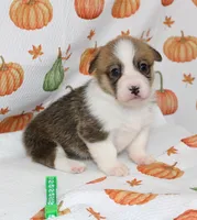 BIRDIE, a female Pembroke Welsh Corgi for sale in Bells, TX – 2 of 6