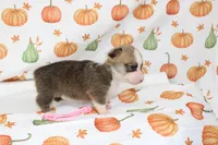 KATE, a female Pembroke Welsh Corgi for sale in Bells, TX – 4 of 5
