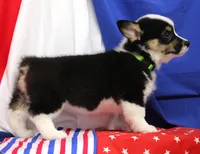 MERICA, a female Pembroke Welsh Corgi for sale in Bells, TX – 9 of 10