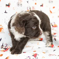 BILLY RAY-AUSSIEDOODLE, a male Miniature Aussiedoodle for sale in Bells, TX – 4 of 6