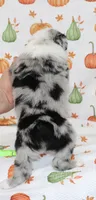 TOY AUSSIE RYDER CASH-ASDR, a male Toy Australian Shepherd for sale in Bells, TX – 2 of 6