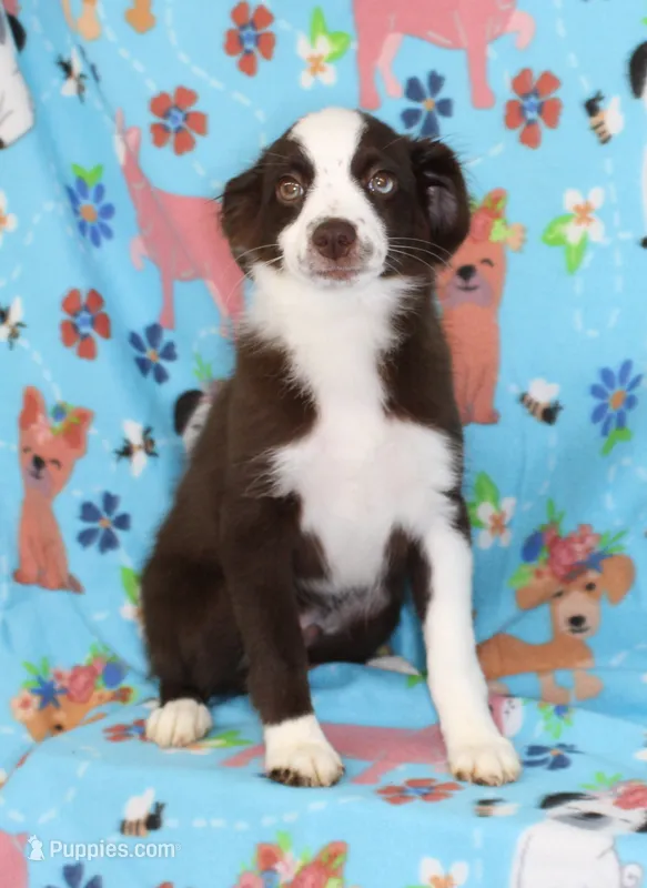 BOONE-TOY ASDR VACCINATIONS COMPLETE – Toy Australian Shepherd puppy for sale in Bells, TX