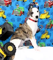 ZORY-AKC, a male Whippet for sale in Bells, TX – 5 of 10