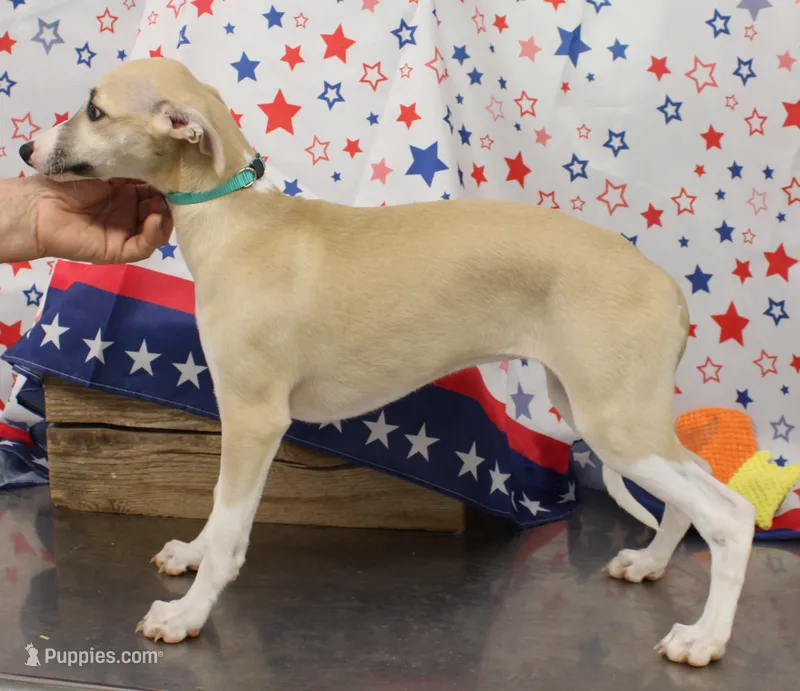 MISSOURI-AKC – Whippet puppy for sale in Bells, TX