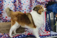 STEELHORSES FREEDOM FRAN-AKC, a female Shetland Sheepdog for sale in Bells, TX – 4 of 5