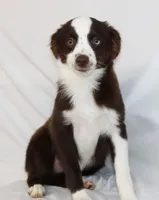 BOONE-TOY ASDR VACCINATIONS COMPLETE, a male Toy Australian Shepherd for sale in Bells, TX – 5 of 8