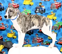 CHASE-AKC, a male Whippet for sale in Bells, TX – 2 of 10
