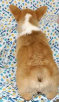JULY-BLUE EYE, a male Pembroke Welsh Corgi for sale in Bells, TX – 4 of 10