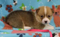 LIBERTY, a female Pembroke Welsh Corgi for sale in Bells, TX – 4 of 5