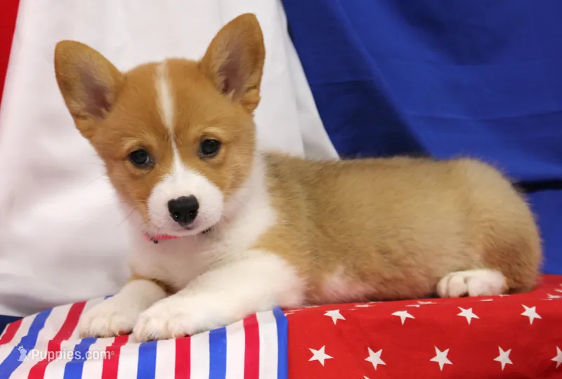 LIBERTY – Pembroke Welsh Corgi puppy for sale in Bells, TX