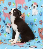 BOONE-TOY ASDR VACCINATIONS COMPLETE, a male Toy Australian Shepherd for sale in Bells, TX – 4 of 9
