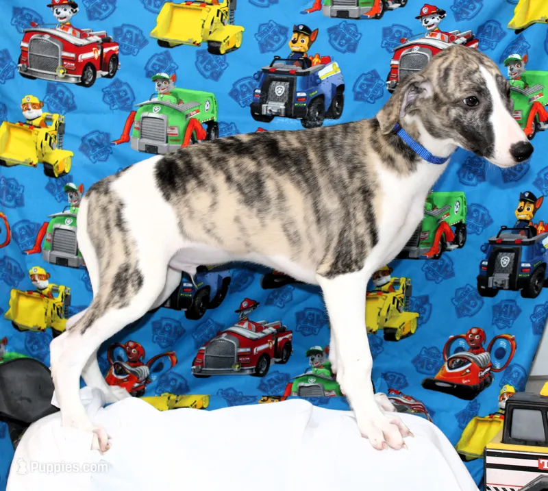 CHASE-AKC – Whippet puppy for sale in Bells, TX