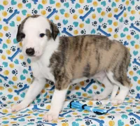 ZORY-AKC, a female Whippet for sale in Bells, TX – 1 of 5