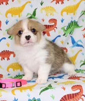 PIPPA, a female Pembroke Welsh Corgi for sale in Bells, TX – Photo 2 of 4