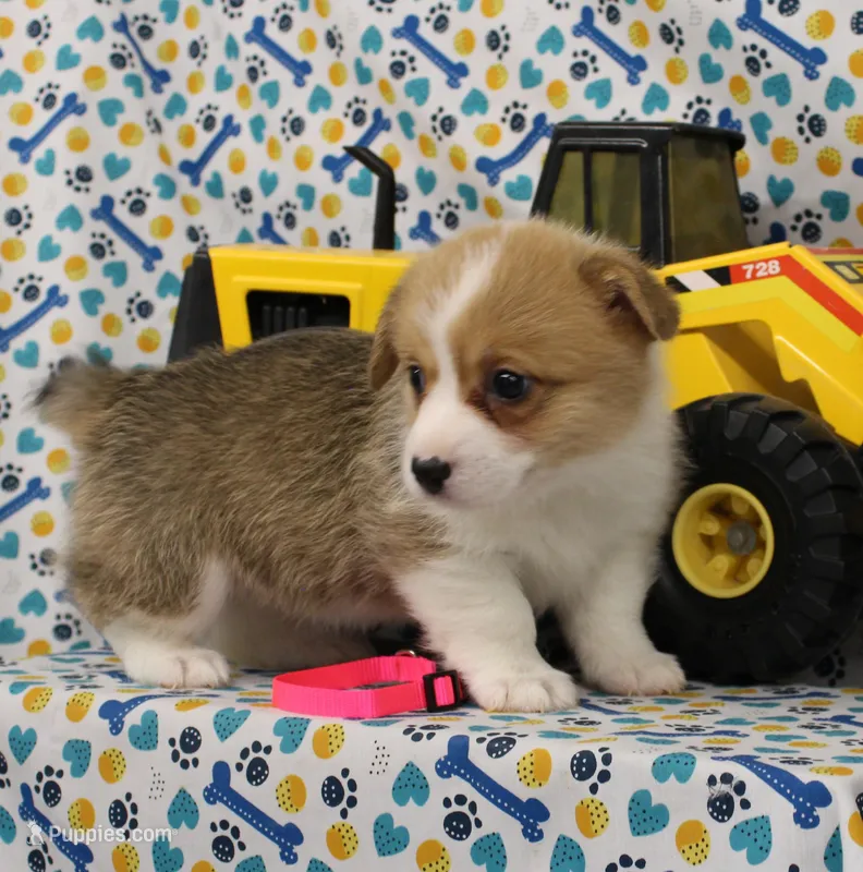 PIPPA – Pembroke Welsh Corgi puppy for sale in Bells, TX