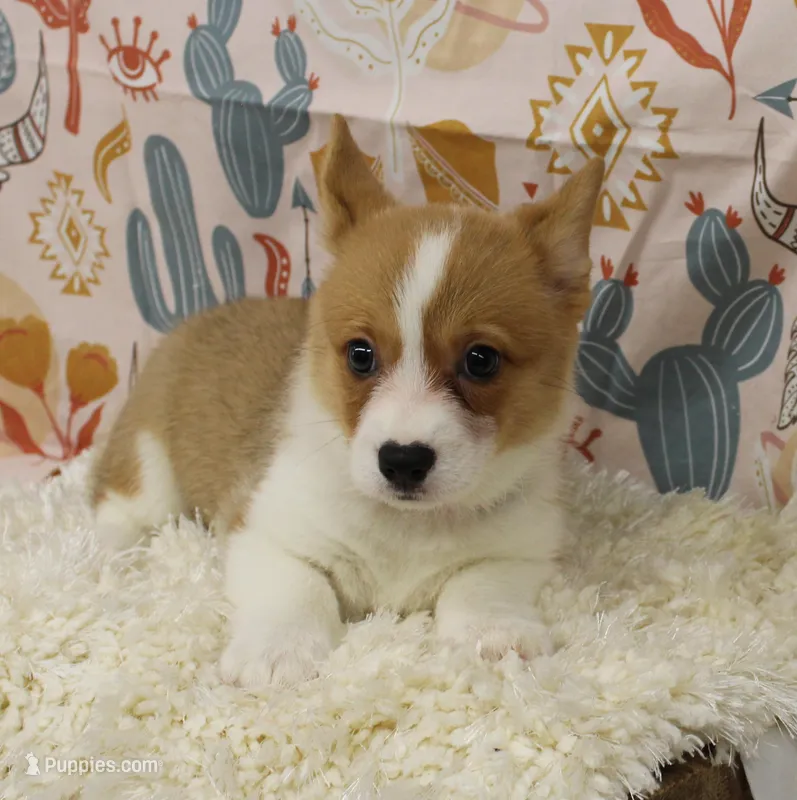 PIPPA – Pembroke Welsh Corgi puppy for sale in Bells, TX