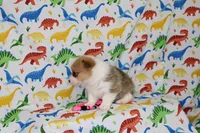 PIPPA, a female Pembroke Welsh Corgi for sale in Bells, TX – Photo 4 of 4
