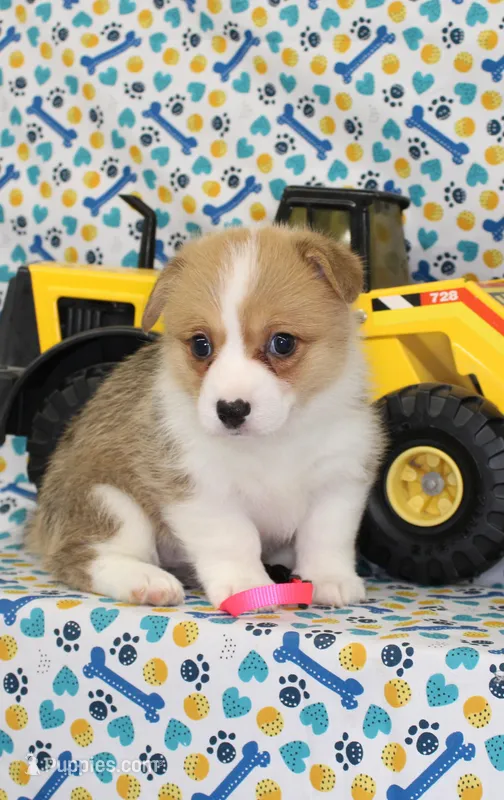 PIPPA – Pembroke Welsh Corgi puppy for sale in Bells, TX