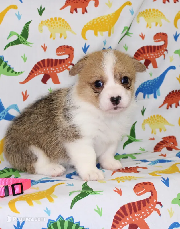 PIPPA – Pembroke Welsh Corgi puppy for sale in Bells, TX