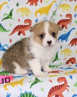 PIPPA, a female Pembroke Welsh Corgi for sale in Bells, TX – Photo 1 of 4