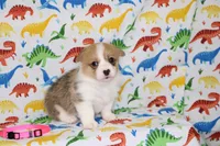 PIPPA, a female Pembroke Welsh Corgi for sale in Bells, TX – Photo 3 of 4