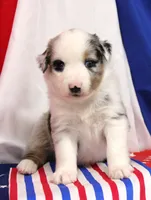 CHLOE-MINI AUSSIE  ASDR, a female Miniature Australian Shepherd for sale in Bells, TX – 5 of 6