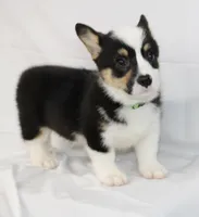 MERICA, a female Pembroke Welsh Corgi for sale in Bells, TX – 2 of 10
