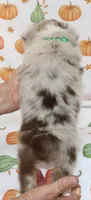 TOY TUCKER-ASDR BLUE EYES, a female Miniature Australian Shepherd and Toy Australian Shepherd for sale in Bells, TX – 3 of 9