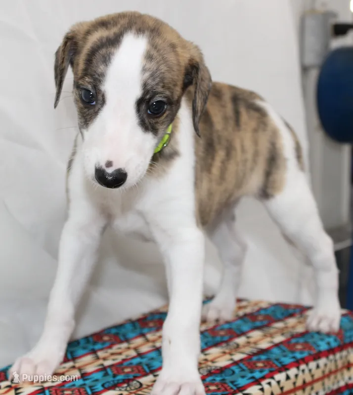 ZUKE-AKC – Whippet puppy for sale in Bells, TX