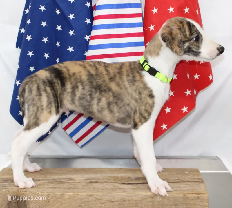 ZUKE-AKC – Whippet puppy for sale in Bells, TX