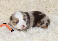 LEVI-ASDR  BLUE EYES, a male Miniature Australian Shepherd and Toy Australian Shepherd for sale in Bells, TX – 2 of 6