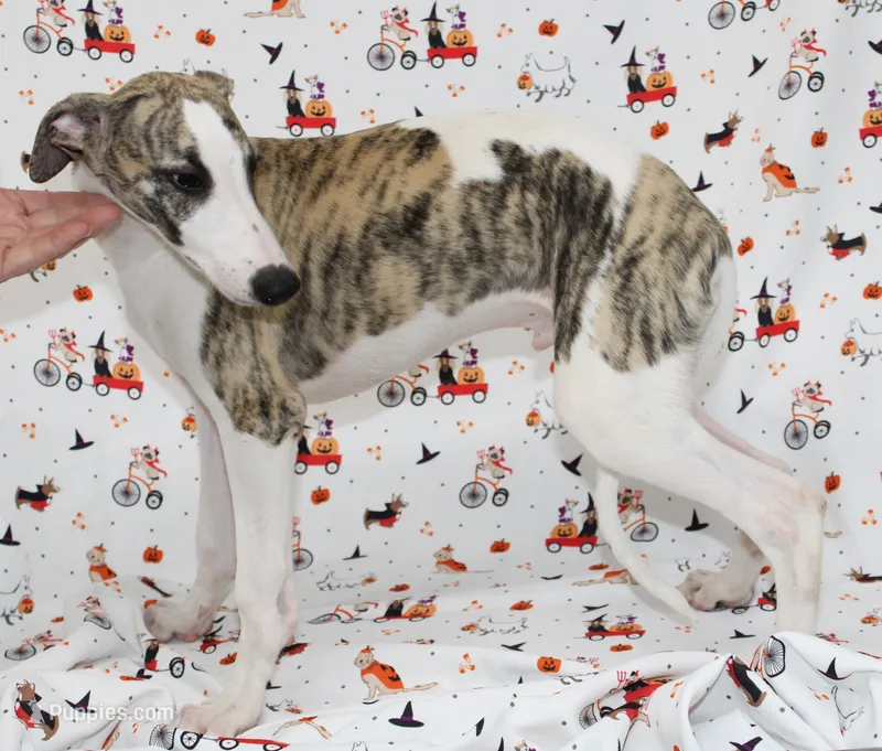 JACE-AKC – Whippet puppy for sale in Bells, TX