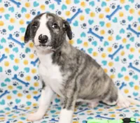 JORY-AKC, a female Whippet for sale in Bells, TX – 2 of 5