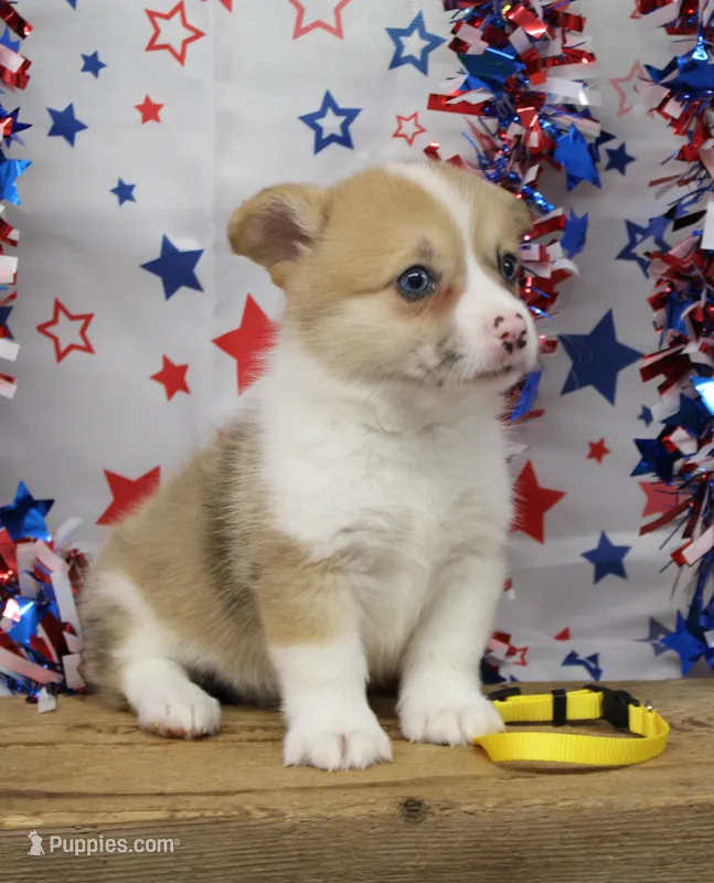 INDEPENDENCE-BLUE EYES – Pembroke Welsh Corgi puppy for sale in Bells, TX