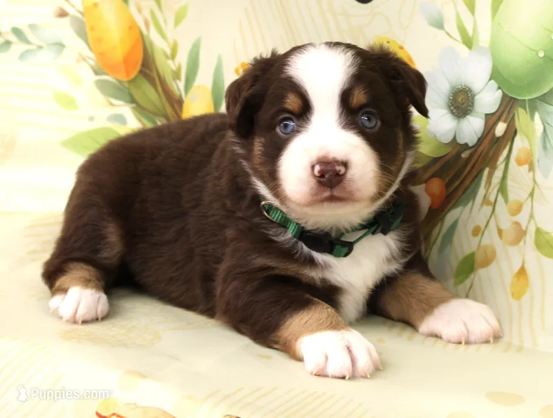 WILDER-ASDR  BLUE EYES – Miniature Australian Shepherd puppy for sale in Bells, TX