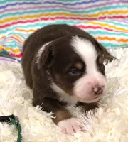 WILDER-ASDR  BLUE EYES, a male Miniature Australian Shepherd for sale in Bells, TX – Photo 2 of 5
