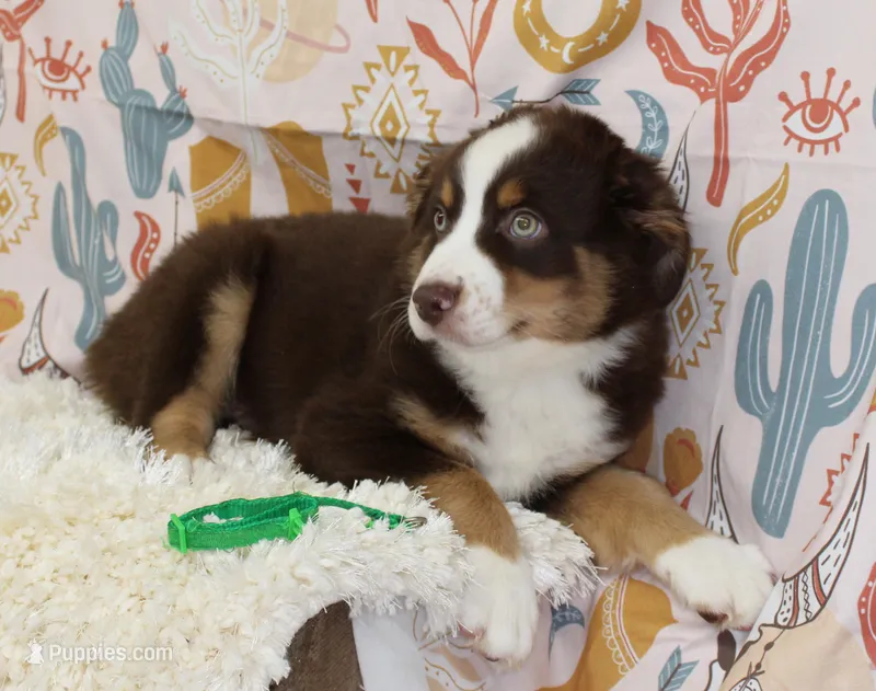 WILDER-ASDR  BLUE EYES – Miniature Australian Shepherd puppy for sale in Bells, TX
