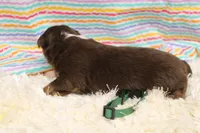 WILDER-ASDR  BLUE EYES, a male Miniature Australian Shepherd for sale in Bells, TX – Photo 4 of 5