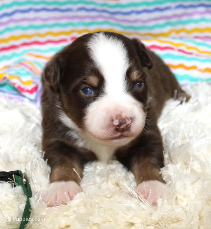 WILDER-ASDR  BLUE EYES, a male Miniature Australian Shepherd for sale in Bells, TX – Photo 1 of 5