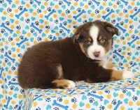 WILDER-ASDR  BLUE EYES, a male Miniature Australian Shepherd for sale in Bells, TX – Photo 2 of 8