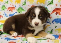 WILDER-ASDR  BLUE EYES, a male Miniature Australian Shepherd for sale in Bells, TX – Photo 8 of 8