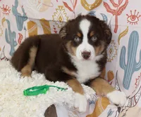 WILDER-ASDR  BLUE EYES, a male Miniature Australian Shepherd for sale in Bells, TX – 8 of 9