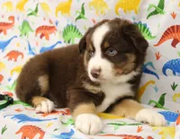 WILDER-ASDR  BLUE EYES, a male Miniature Australian Shepherd for sale in Bells, TX – Photo 5 of 8